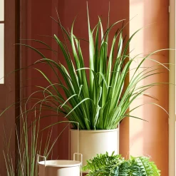 CASA Allium Hierba Ornamental Verde Hot