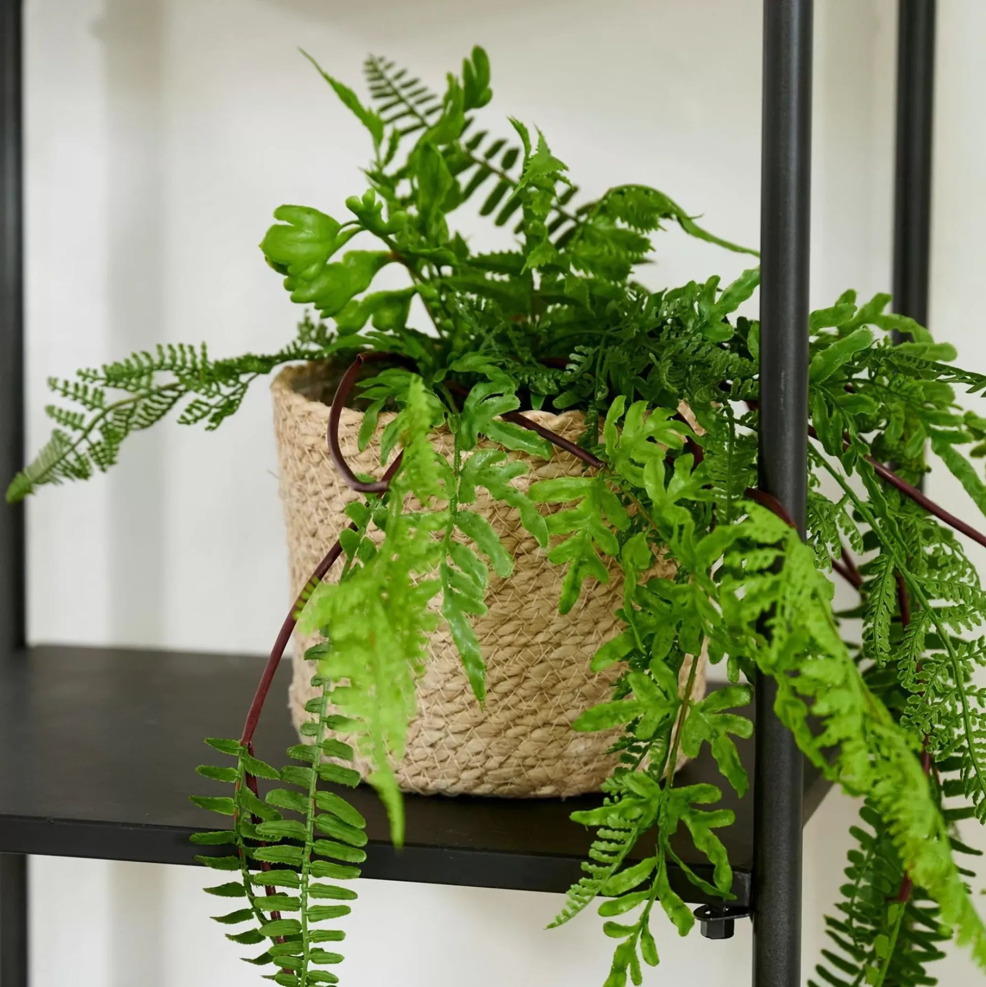 CASA Atlantic Macetero Natural Cheap