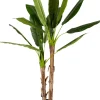 CASA Banana Platanera Verde Best Sale