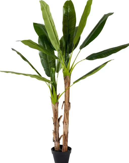 CASA Banana Platanera Verde Best Sale
