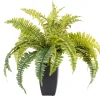 CASA Boston Planta Helecho Verde Online