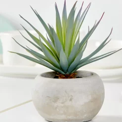 CASA Cement Planta Crasa Art En Tarro Gris New