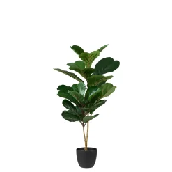 CASA Figi Negro, Verde Oscuro New