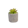 CASA Granit Planta Crasa En Maceta Verde Best Sale