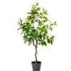 CASA Lemon Limonero Verde Online