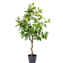CASA Lemon Limonero Verde Online