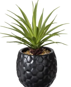 CASA Pina Pina En Maceta Negro Store