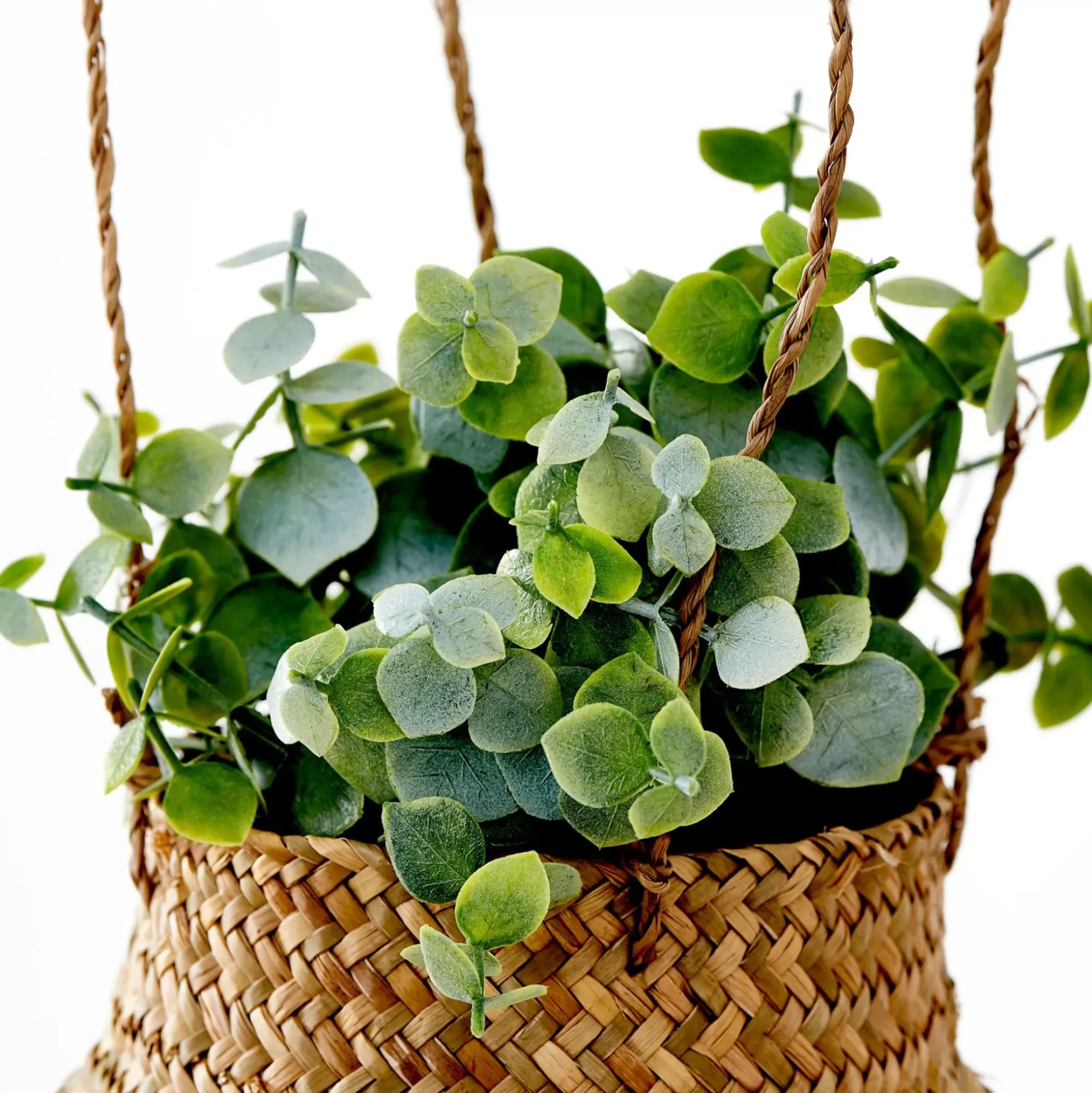 CASA Terra Planta En Maceta Blanco, Verde Cheap